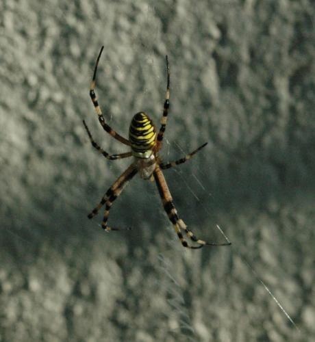 Argiope bruennichi