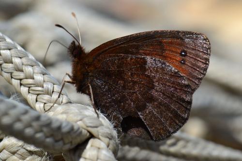 Erebia pronoe