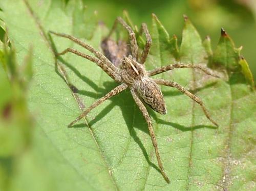 Pisaura mirabilis