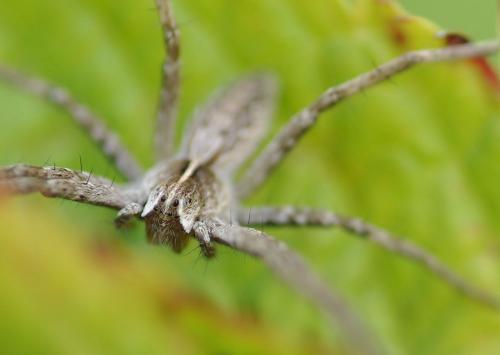 Pisaura mirabilis
