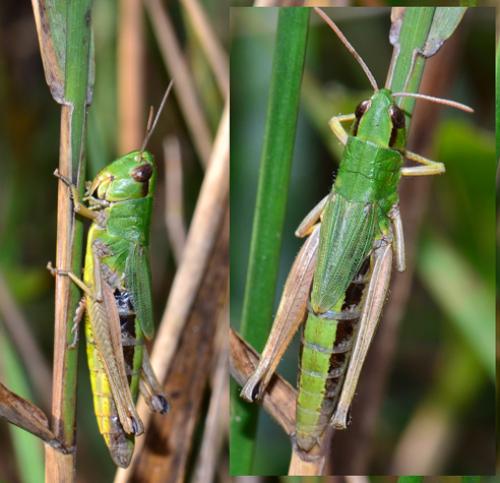 Pseudochorthippus parallelus