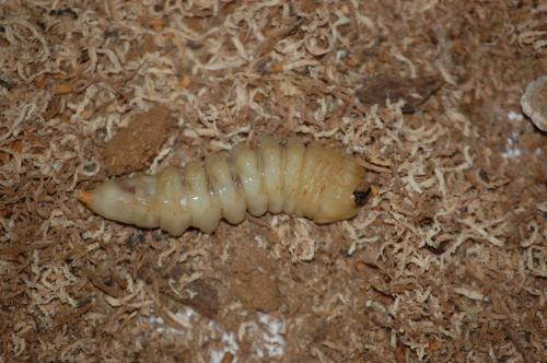 Prionus coriarius