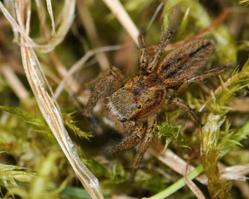 Marpissa radiata