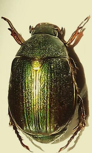 Réf. 76 497 : Anomala dubia
