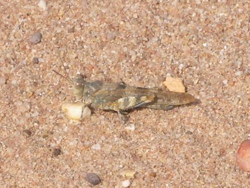 Réf. 76 028 : Sphingonotus caerulans