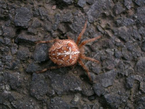 Araneus diadematus