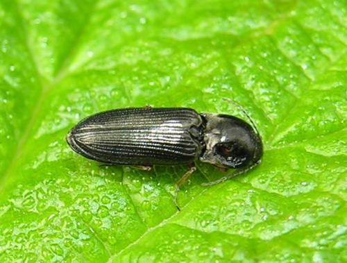 Cardiophorus vestigialis