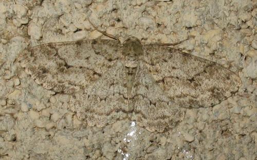 Ectropis crepuscularia
