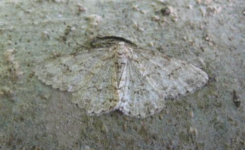 Ectropis crepuscularia