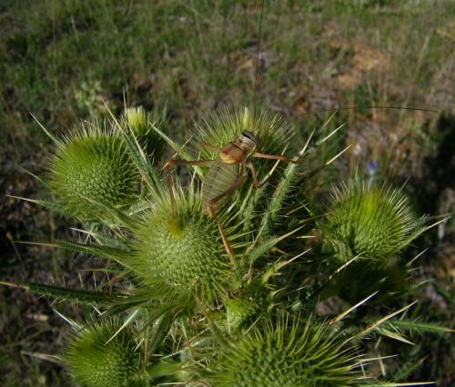Ephippiger diurnus diurnus