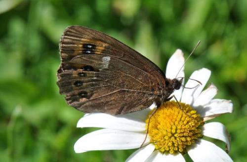 Erebia ligea