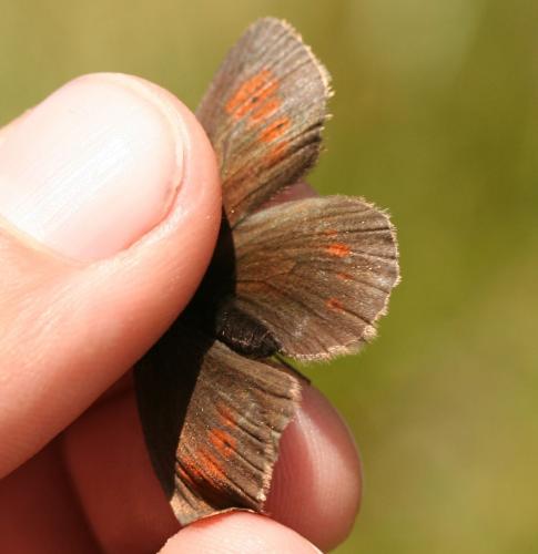 Erebia manto