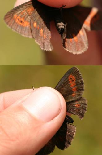 Erebia manto