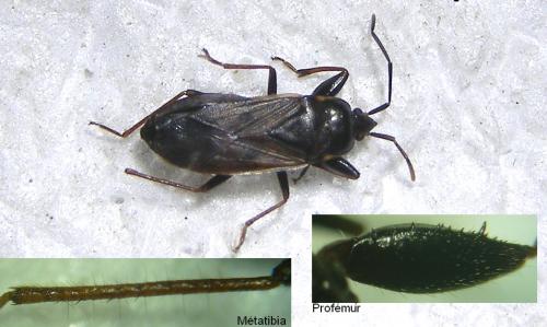 Réf. 76 112 : Eremocoris fenestratus