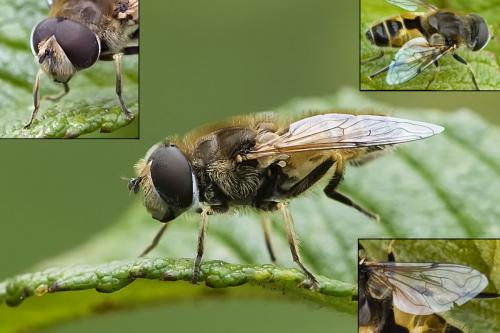 Réf. 76 157 : Eristalis arbustorum