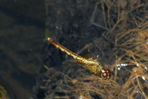 Erythrodiplax sp.