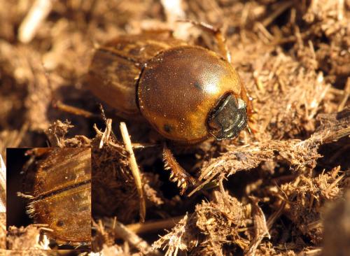 Réf. 76 904 : Euoniticellus fulvus