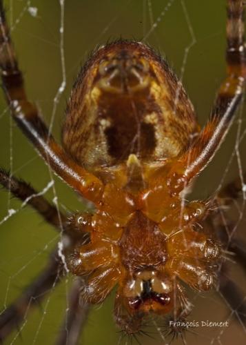 Araneus diadematus
