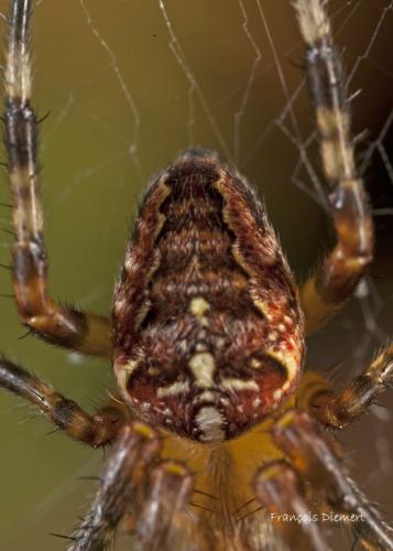 Araneus diadematus