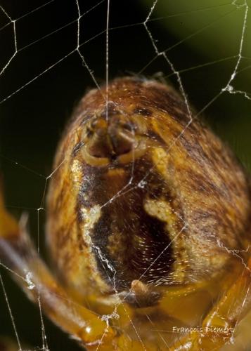 Araneus diadematus