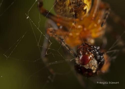 Araneus diadematus