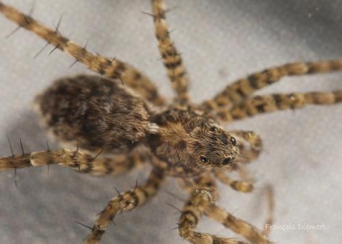 Pardosa sp.