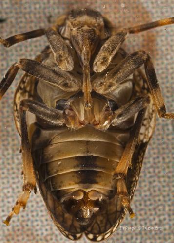 Issus coleoptratus