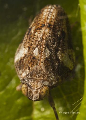 Issus coleoptratus