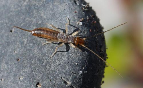 Réf. 76 862 : Labidura riparia