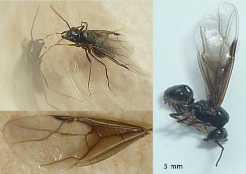 Lasius sp.