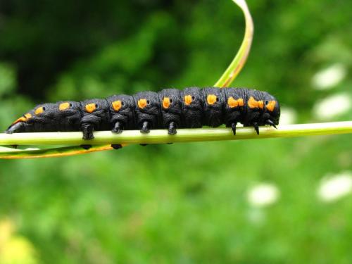 Réf. 76 109 : Cucullia lucifuga