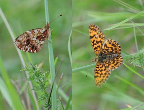 Boloria dia