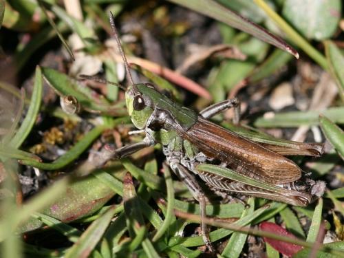 Réf. 76 250 : Aeropedellus variegatus variegatus