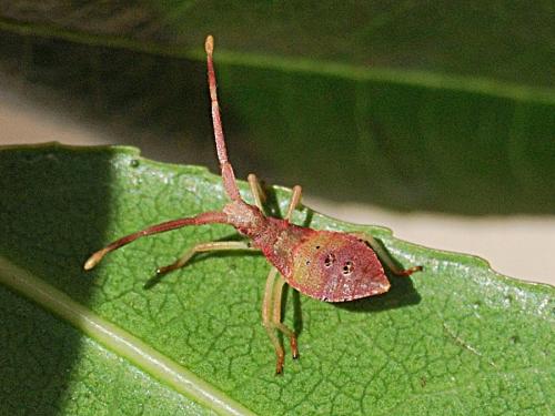Gonocerus insidiator