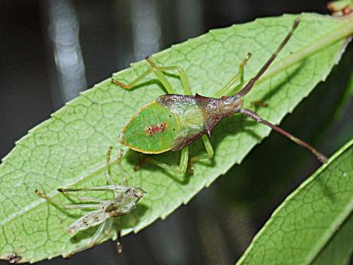 Gonocerus insidiator