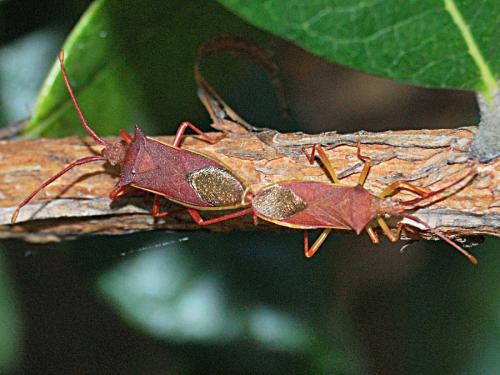 Gonocerus insidiator