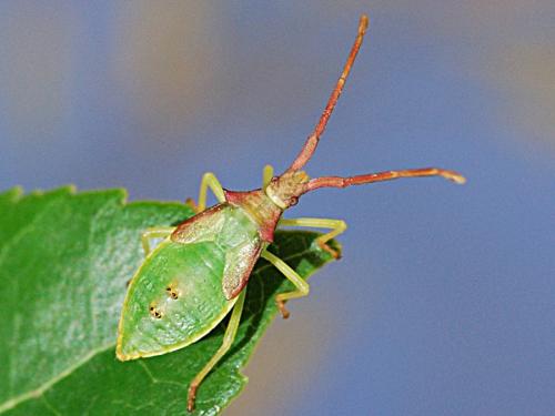 Gonocerus insidiator