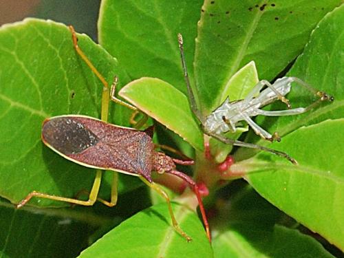 Gonocerus insidiator