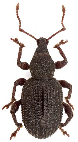 Réf. 76 792 : Otiorhynchus schaeferi