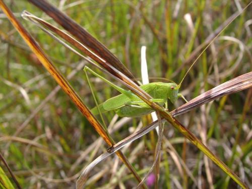 Réf. 76 636 : Phaneroptera falcata