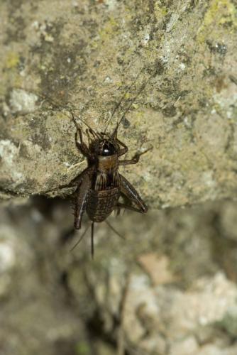 Réf. 76 066 : Nemobius sylvestris sylvestris