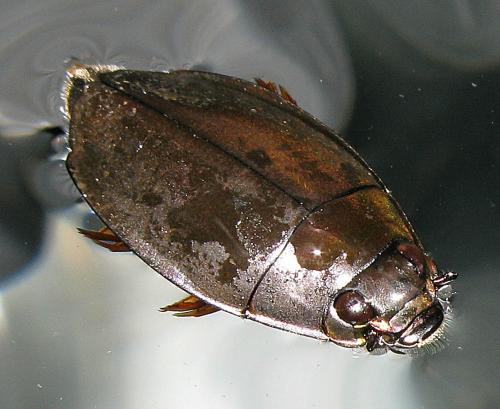 Dineutus sp.