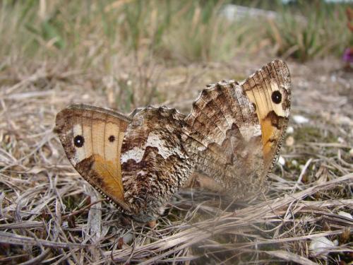 Réf. 76 631 : Hipparchia semele