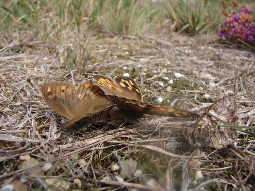 Réf. 76 633 : Hipparchia semele