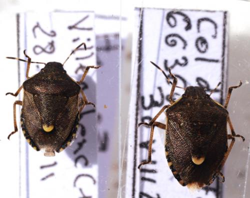 Holcostethus evae