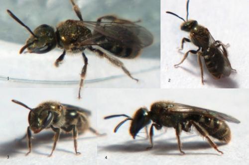 Lasioglossum sp.