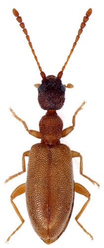 Endomia tenuicollis