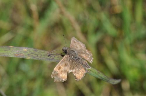 Erynnis tages