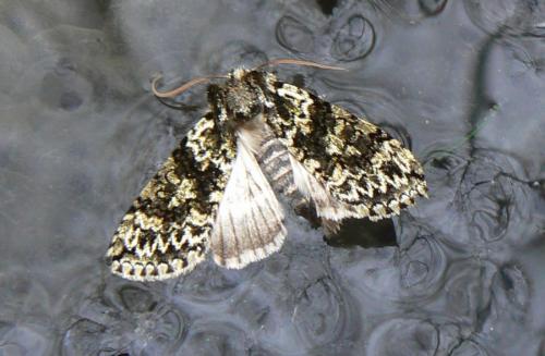 Polyploca ridens