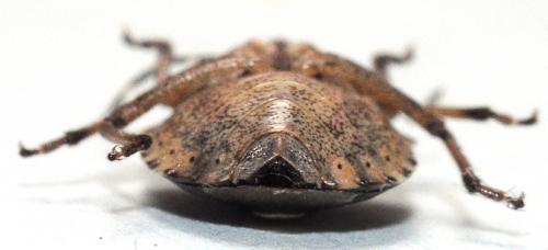 Holcostethus evae